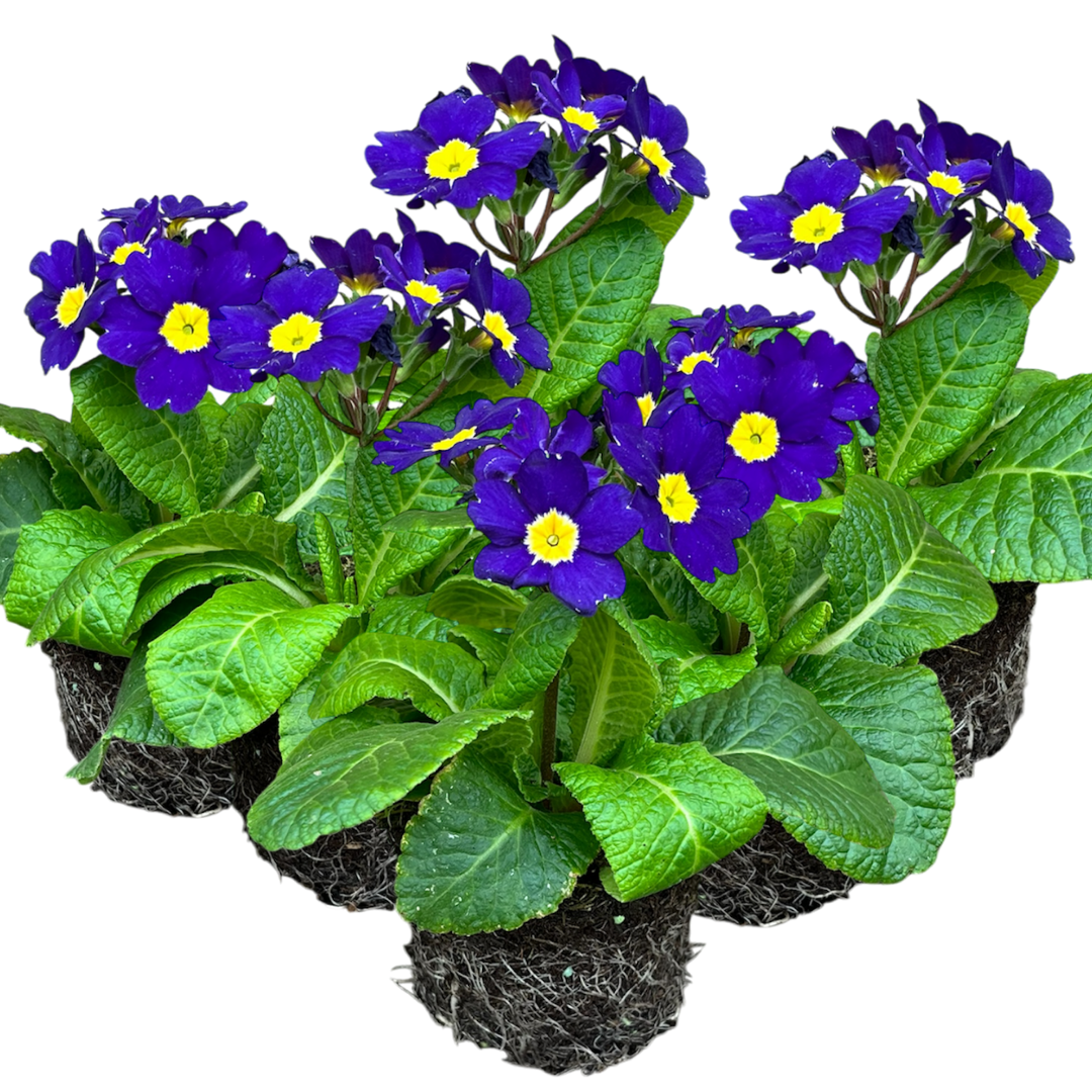 Polyanthus ‘Blue’ — Hardy Perennial, Bee-Friendly, 10.5cm Pot