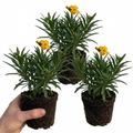 Cheiranthus ‘Spring Feeling’ — Hardy Short-Lived Perennial, Bee-Friendly, 1L Pot (Set of 3 or 6)