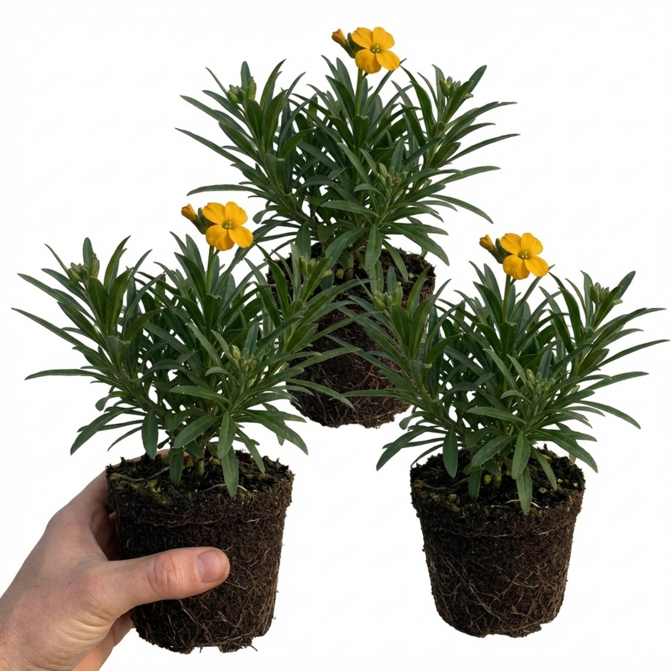 Cheiranthus ‘Spring Feeling’ — Hardy Short-Lived Perennial, Bee-Friendly, 1L Pot (Set of 3 or 6)