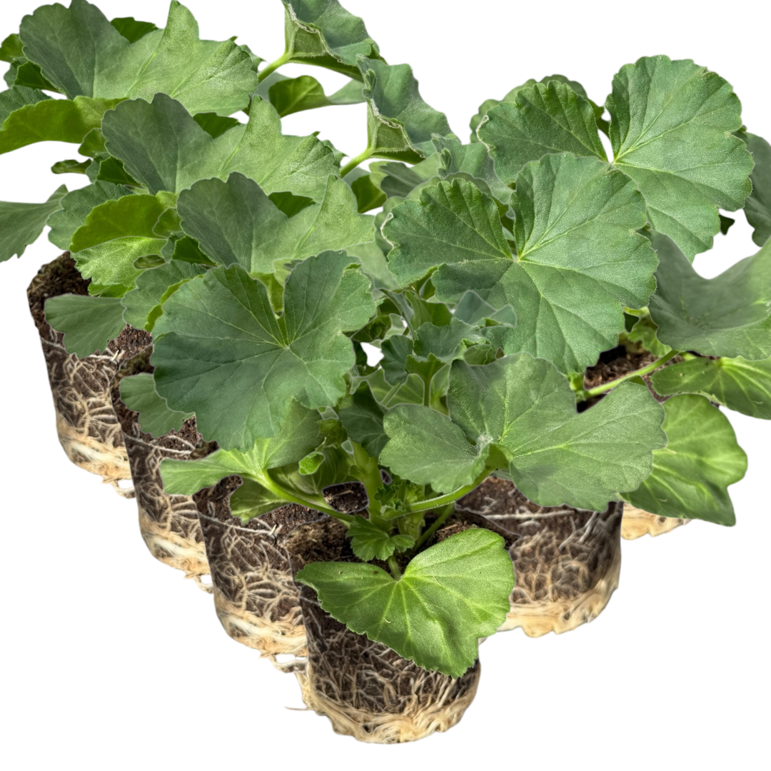 Pelargonium ‘Anne’ — Tender Perennial (grown as bedding), Bee-Friendly, 10.5cm Pot (Set of 3 or 6)