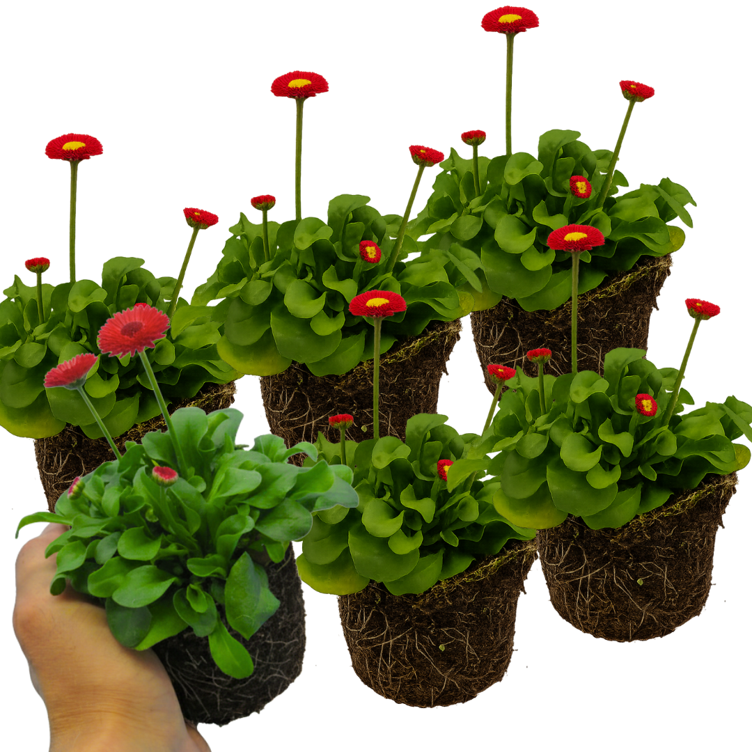 Bellis ‘Red’ — Hardy Perennial, Bee-Friendly, 10.5cm Pot