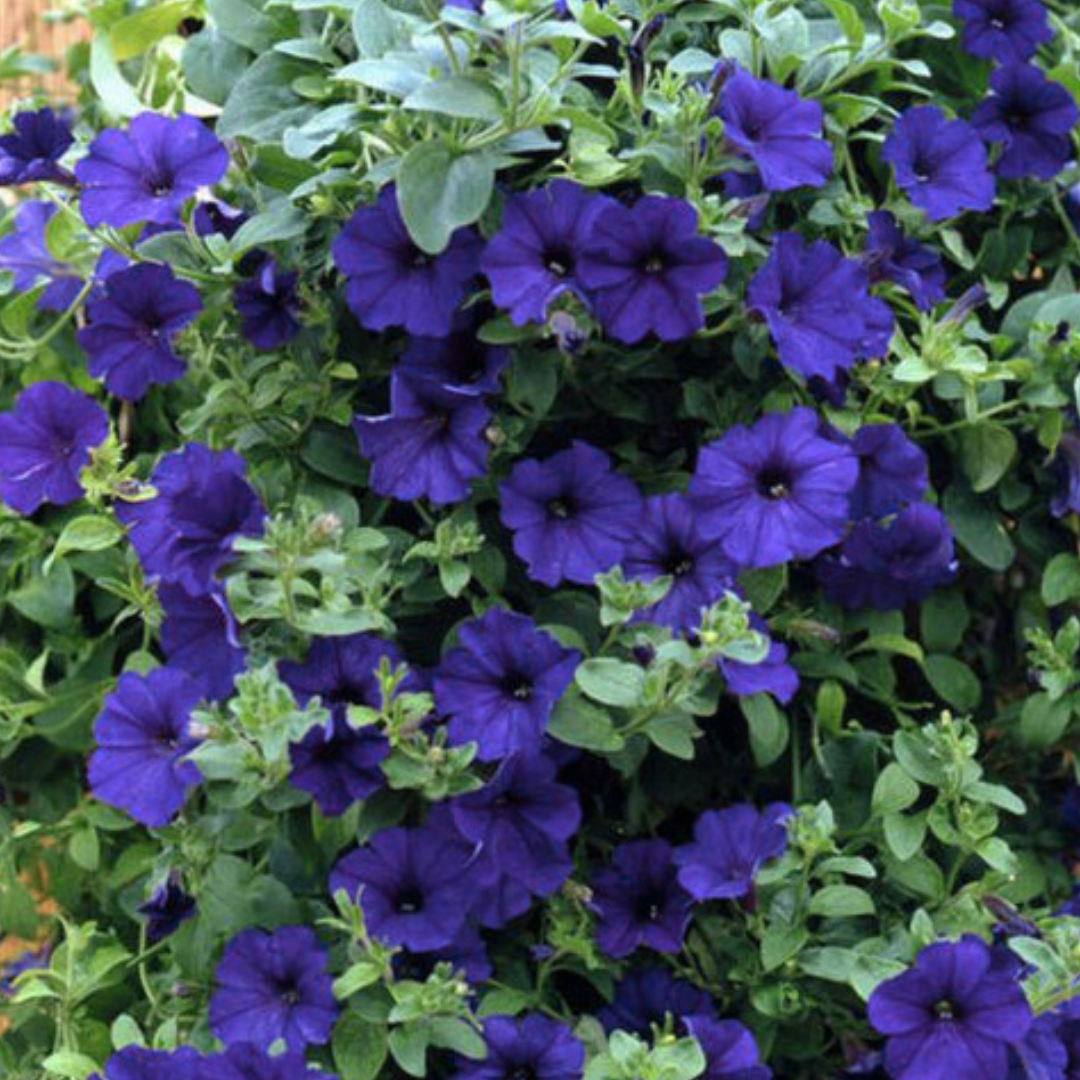 Petunia 'Express Blue' — Half-Hardy Annual, 10.5cm Pot (Set of 3 or 6)