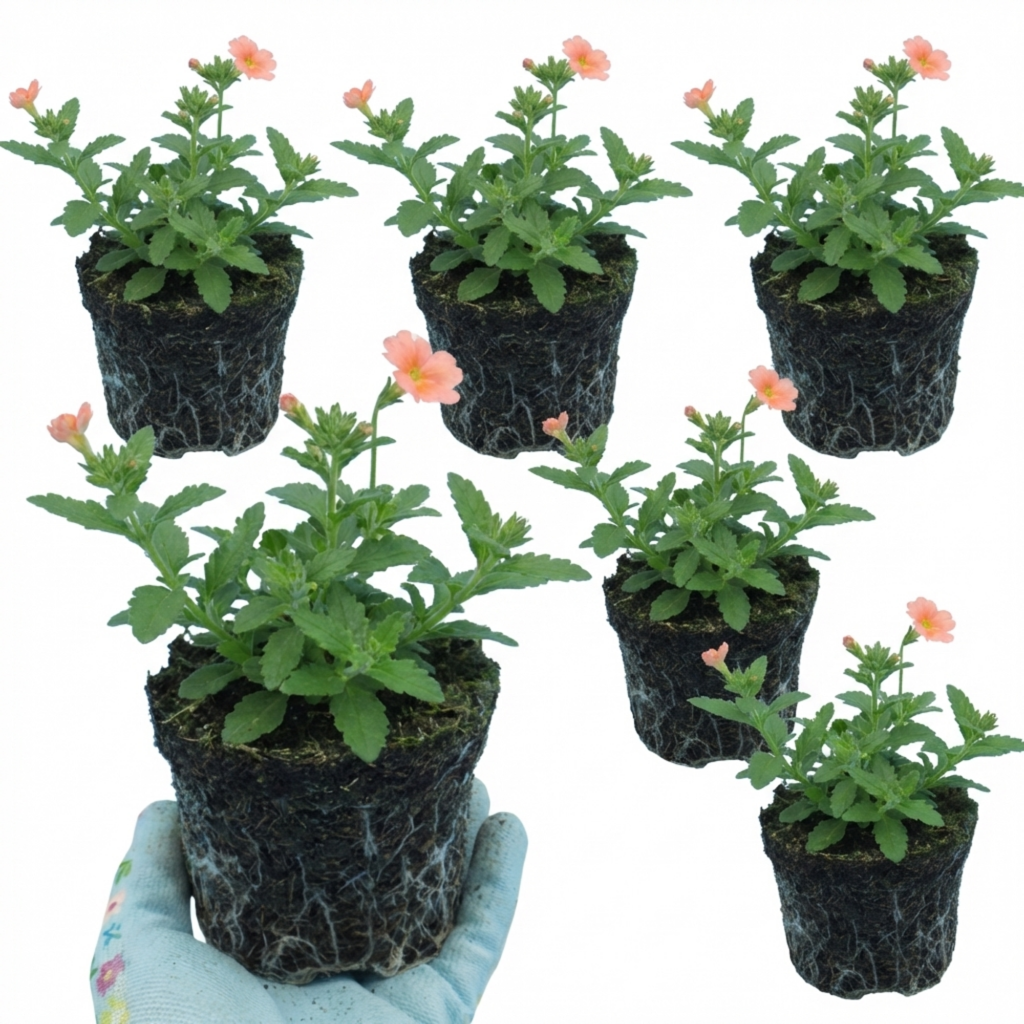 Verbena ‘Magelana Peach’ — Half-hardy Annual, Bee-Friendly, 10.5cm Pot (Set of 3 or 6)