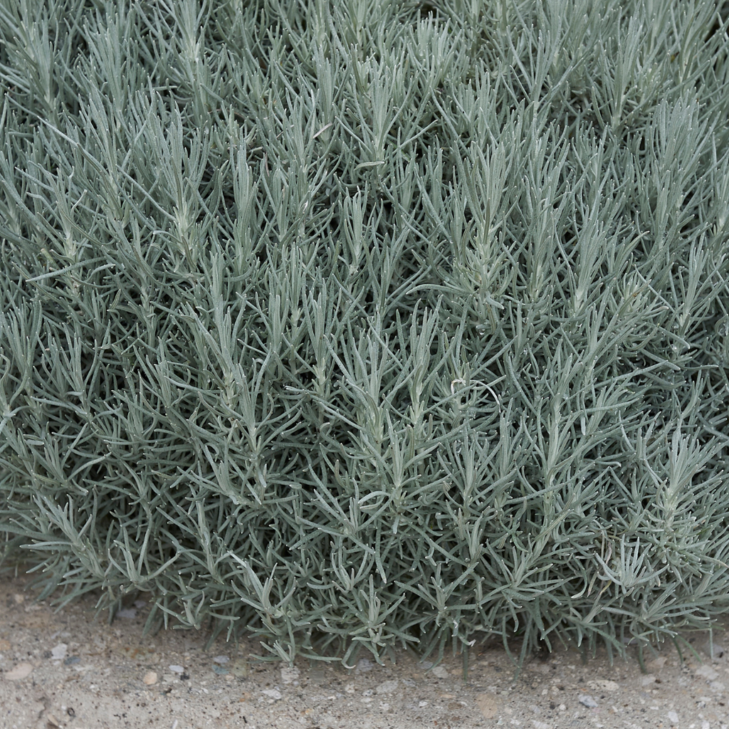 Helichrysum 'Curry Plant' — Hardy Evergreen Perennial Herb, 1L Pot (Set of 3 or 6)