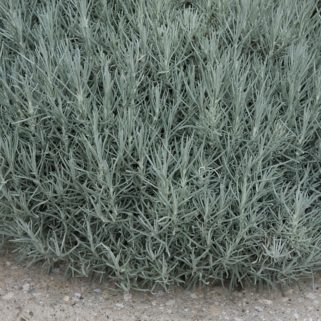 Helichrysum 'Curry Plant' — Hardy Evergreen Perennial Herb, 1L Pot (Set of 3 or 6)