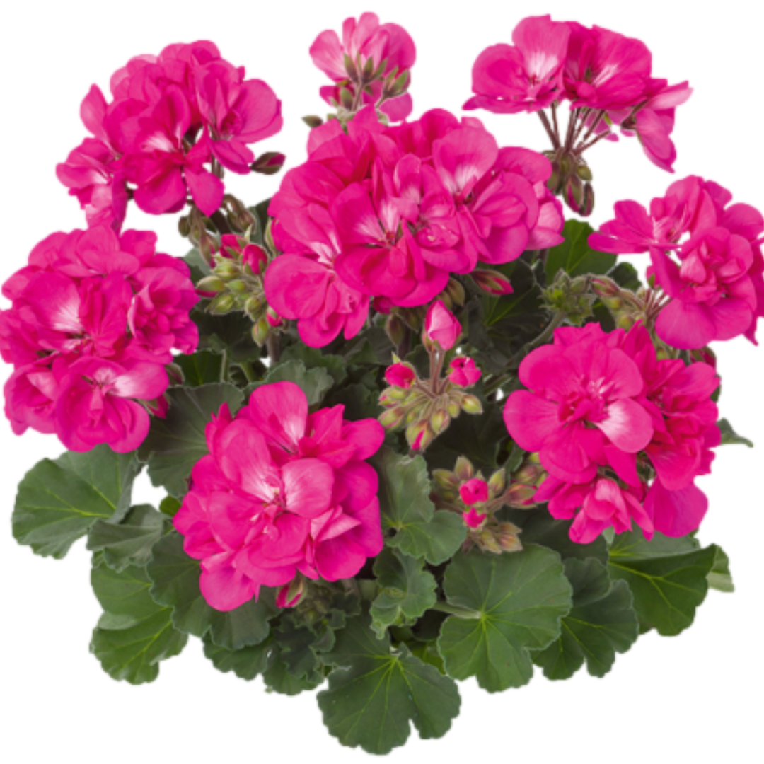 Pelargonium ‘Klass’ — Tender Perennial (grown as bedding), Bee-Friendly, 1L Pot (Set of 3 or 6)