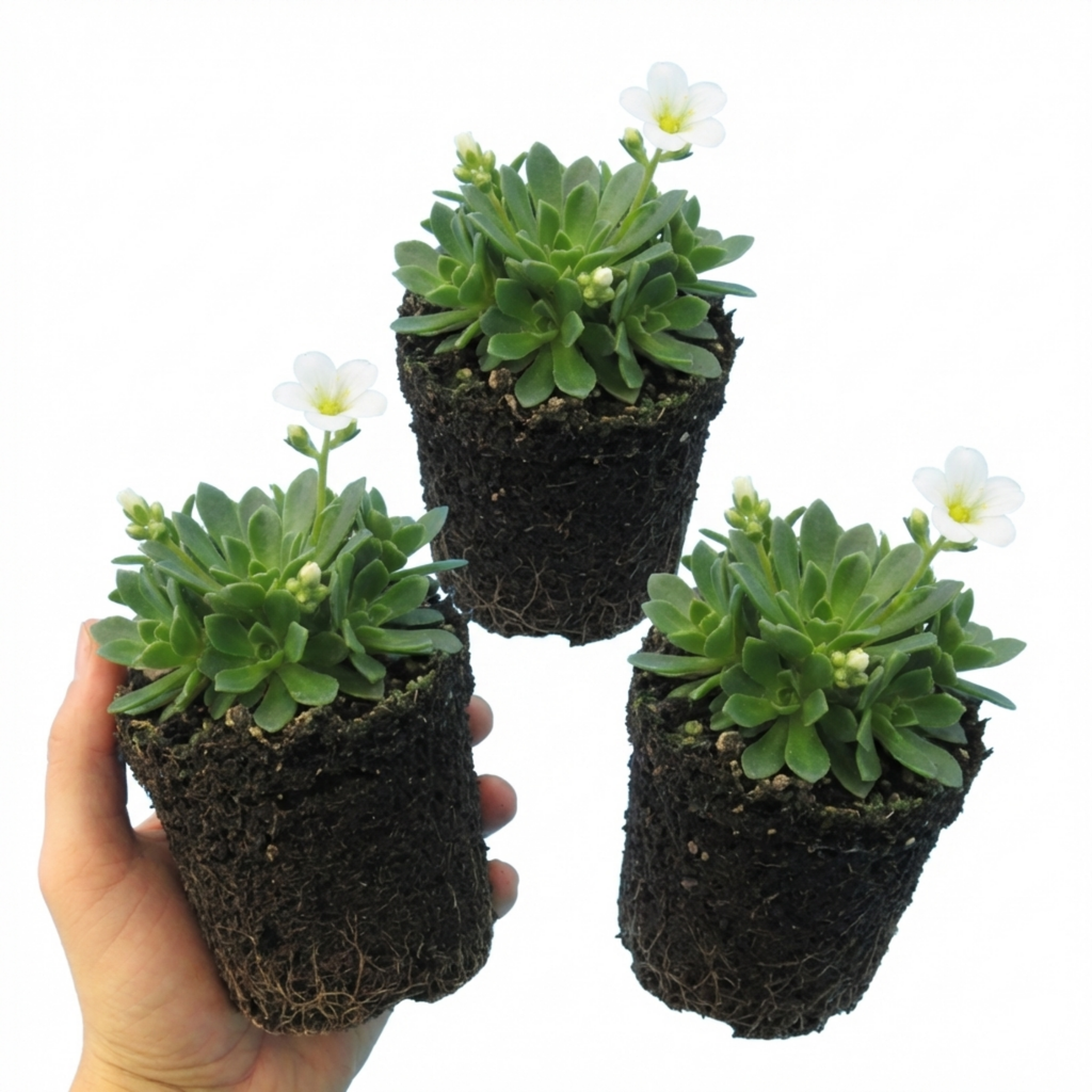 Saxifraga ‘Ice Colours Pearl White’ — Hardy Evergreen Alpine Perennial, Bee-Friendly, 1L Pot (Set of 3 or 6)