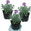 Erysimum ‘Bowles Mauve’ — Evergreen Perennial Sub-shrub, Bee-Friendly, 1L Pot (Set of 3 or 6)