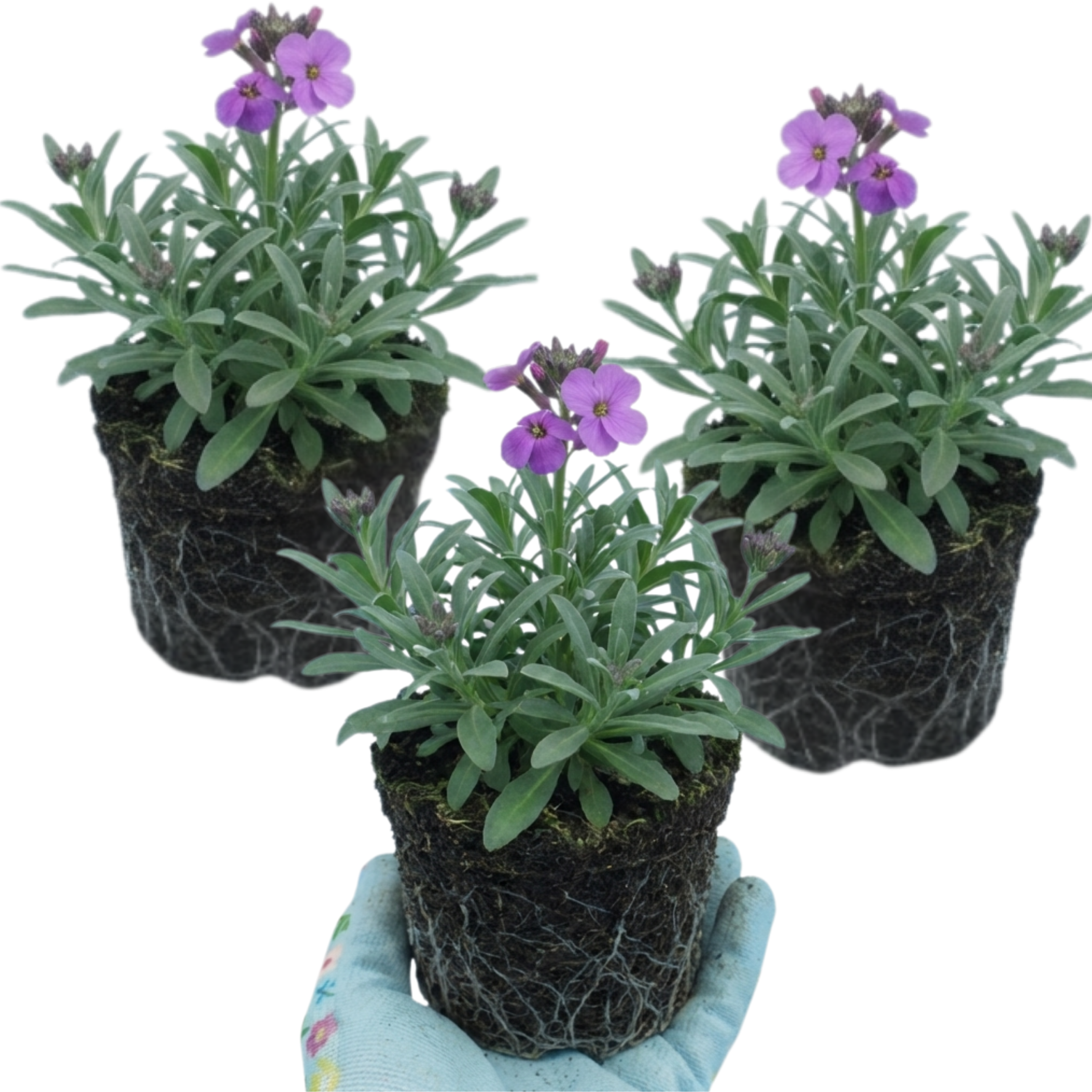 Erysimum ‘Bowles Mauve’ — Evergreen Perennial Sub-shrub, Bee-Friendly, 1L Pot (Set of 3 or 6)