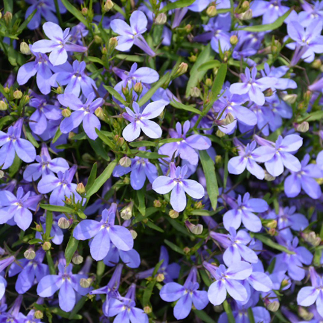 Lobelia 'Hot Water Blue Improved' — Half-Hardy Annual, 10.5cm Pot (Set of 3 or 6)