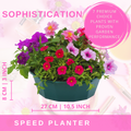 Sophistication Speedplanter — Pre-Planted Mixed Annual Display, 7-Plant Set