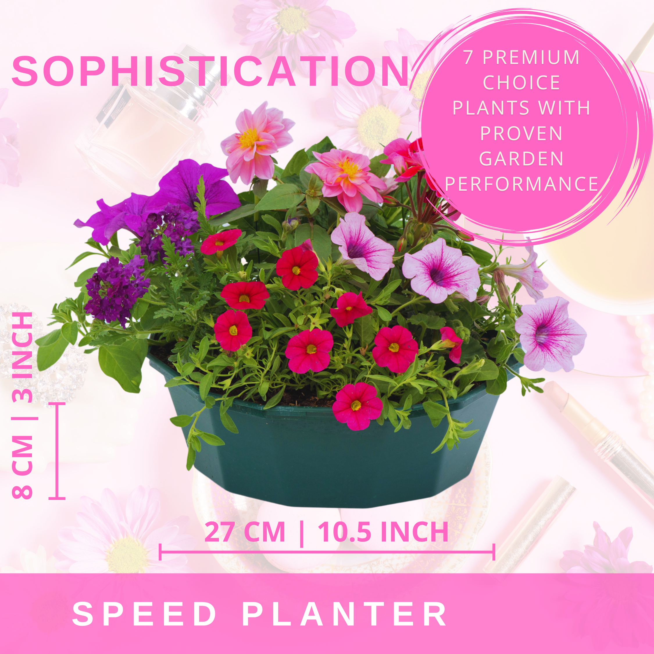 Sophistication Speedplanter — Pre-Planted Mixed Annual Display, 7-Plant Set