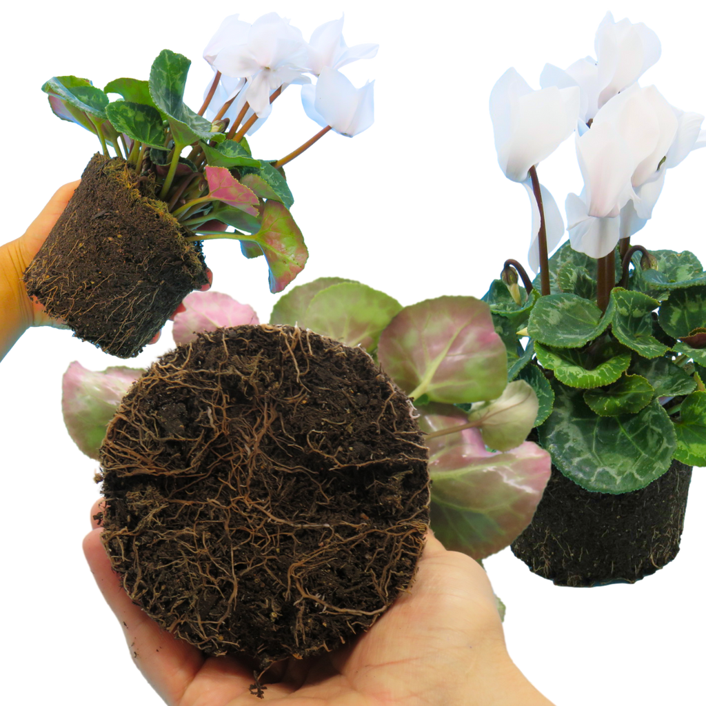 Cyclamen ‘Flame White’ — Hardy Perennial, 1L Pot