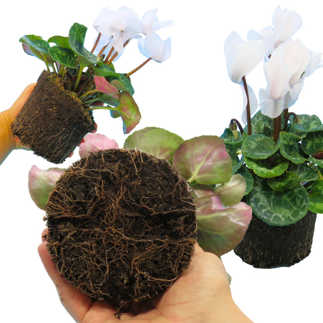 Cyclamen ‘Flame White’ — Hardy Perennial, 1L Pot