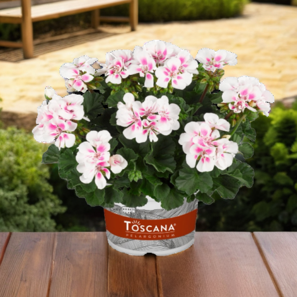 Pelargonium ‘Stella’ — Tender Perennial (grown as bedding), Bee-Friendly, 1L Pot (Set of 3 or 6)