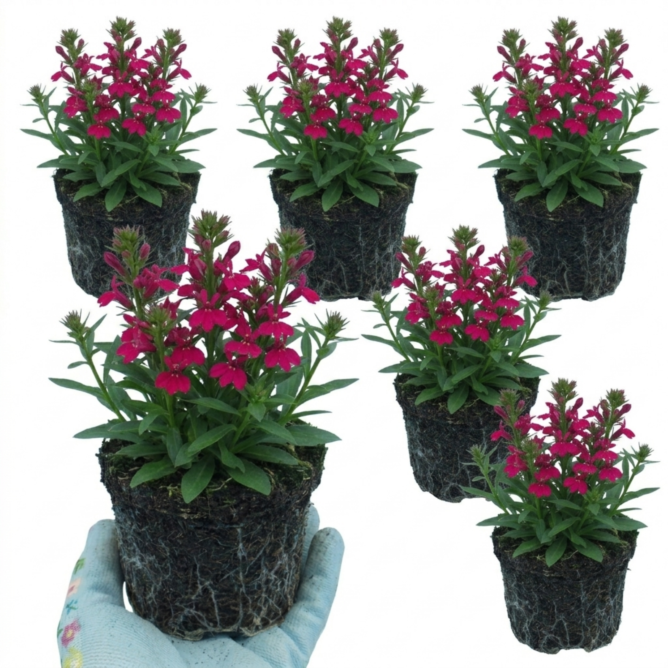 Lobelia ‘Starship Deep Rose’ — Hardy Herbaceous Perennial, Bee-Friendly, 1L Pot (Set of 3 or 6)
