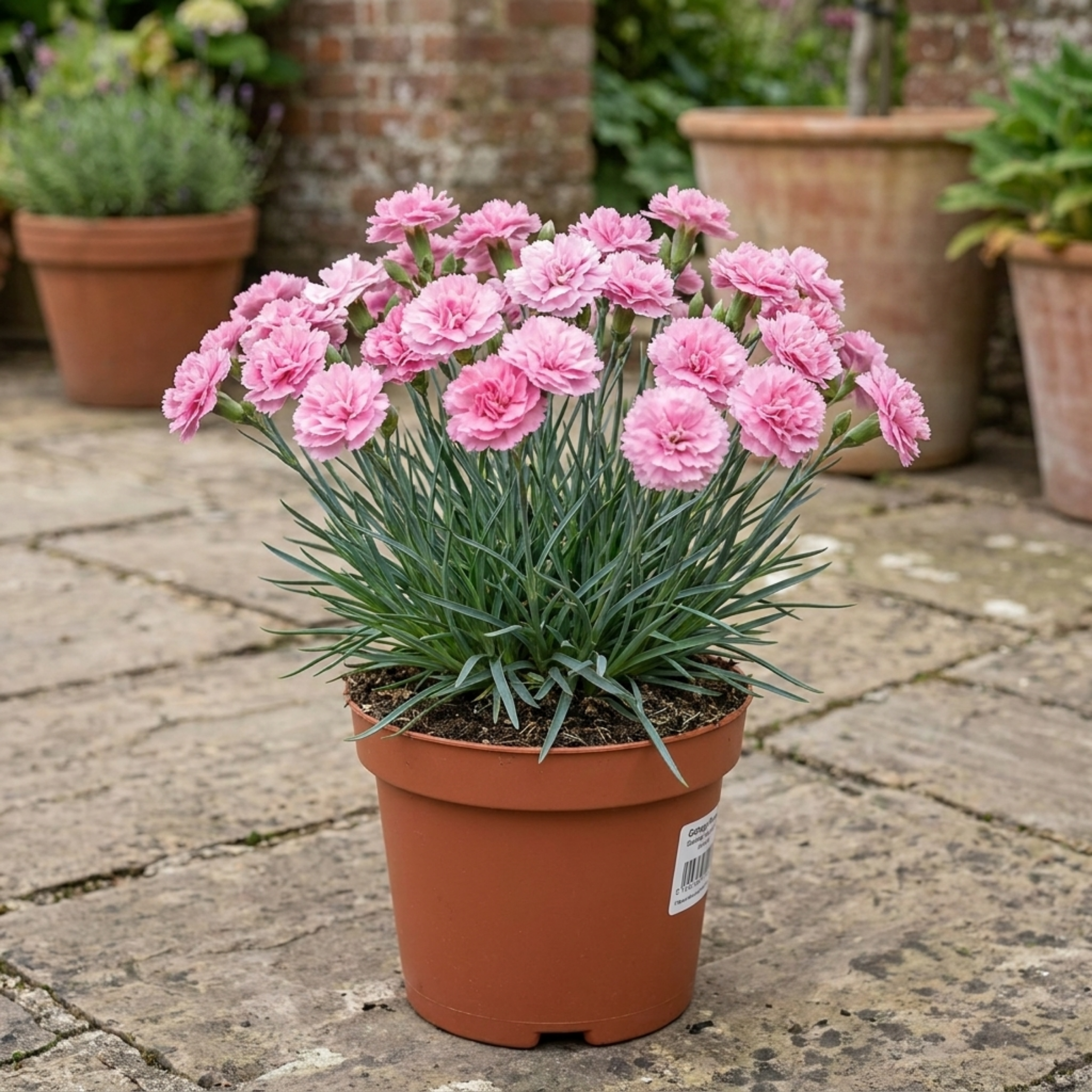 Dianthus ‘Candy Floss’ — Hardy Perennial, Bee-Friendly, 17cm Pot