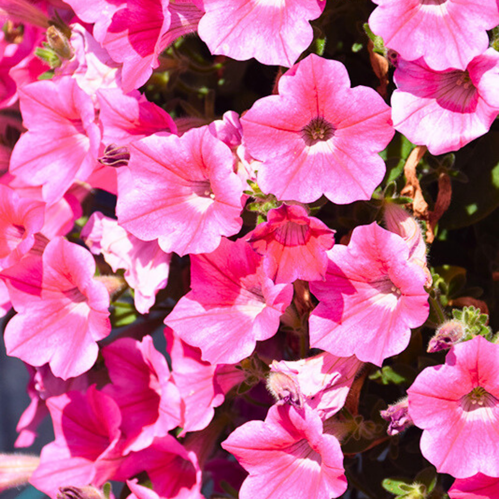 Petunia ‘Dekko Rose Star’ — Hardy Perennial, 10.5cm Pot (Set of 3 or 6)