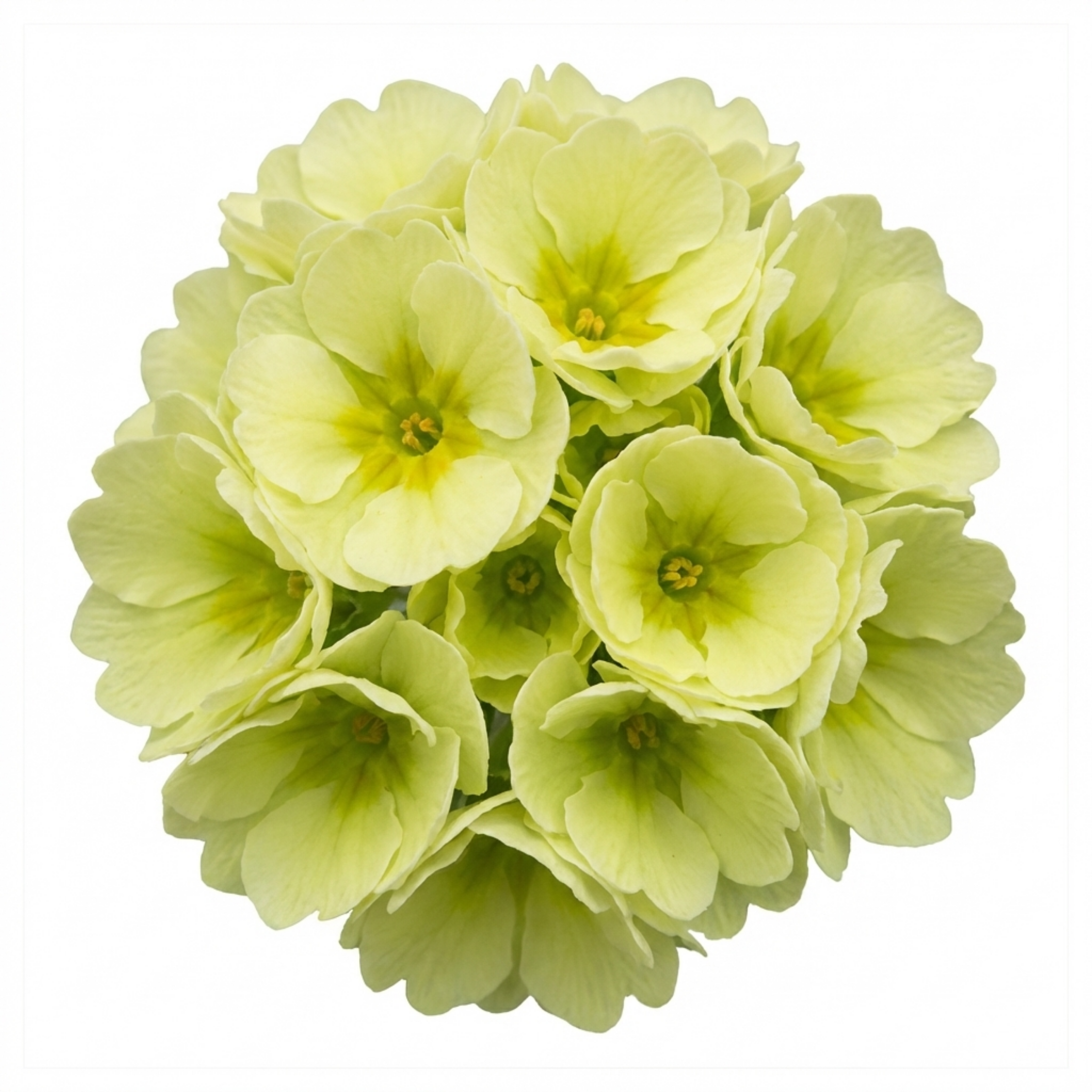 Primula ‘Little Queen Lime’ — Hardy Herbaceous Perennial, Bee-Friendly, 1L Pot (Set of 3 or 6)