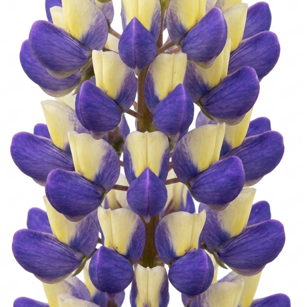 Lupin ‘Manhattan Lights’ — Herbaceous Perennial, Bee-Friendly, 3L Pot