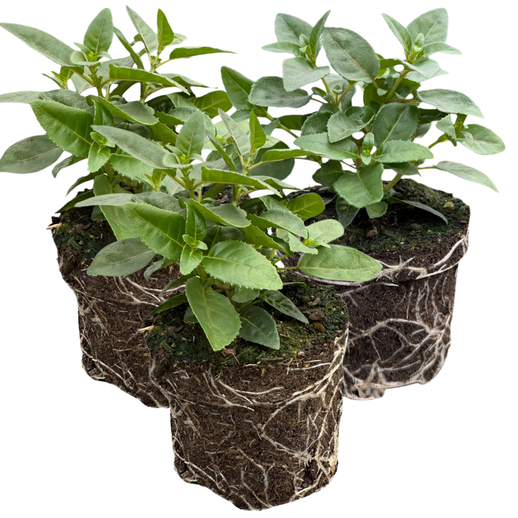 Fuchsia ‘Susanna’ — Patio Fuchsia (semi-tender perennial), Bee-Friendly, 10.5cm Pot (Set of 3 or 6)