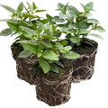 Fuchsia ‘Susanna’ — Patio Fuchsia (semi-tender perennial), Bee-Friendly, 10.5cm Pot (Set of 3 or 6)