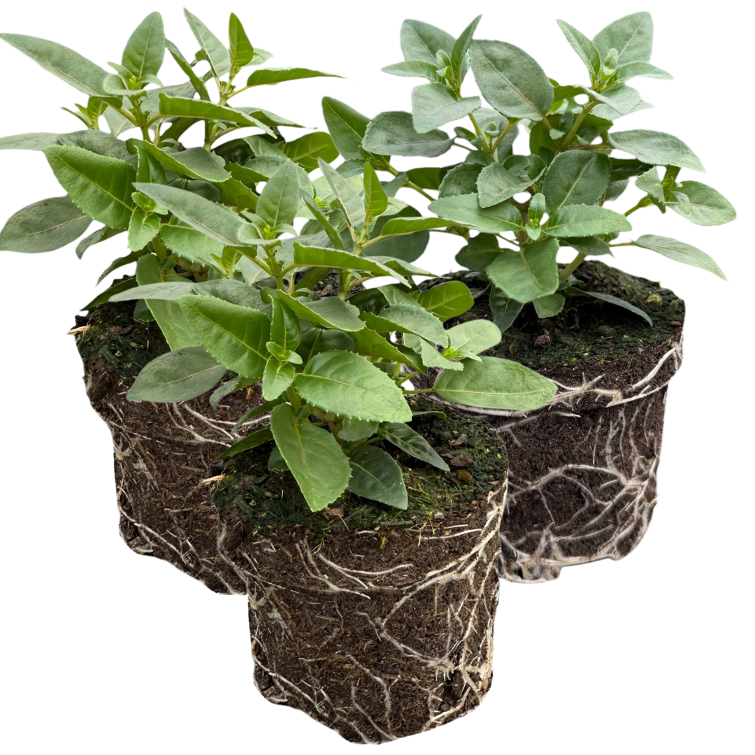 Fuchsia ‘Susanna’ — Patio Fuchsia (semi-tender perennial), Bee-Friendly, 10.5cm Pot (Set of 3 or 6)