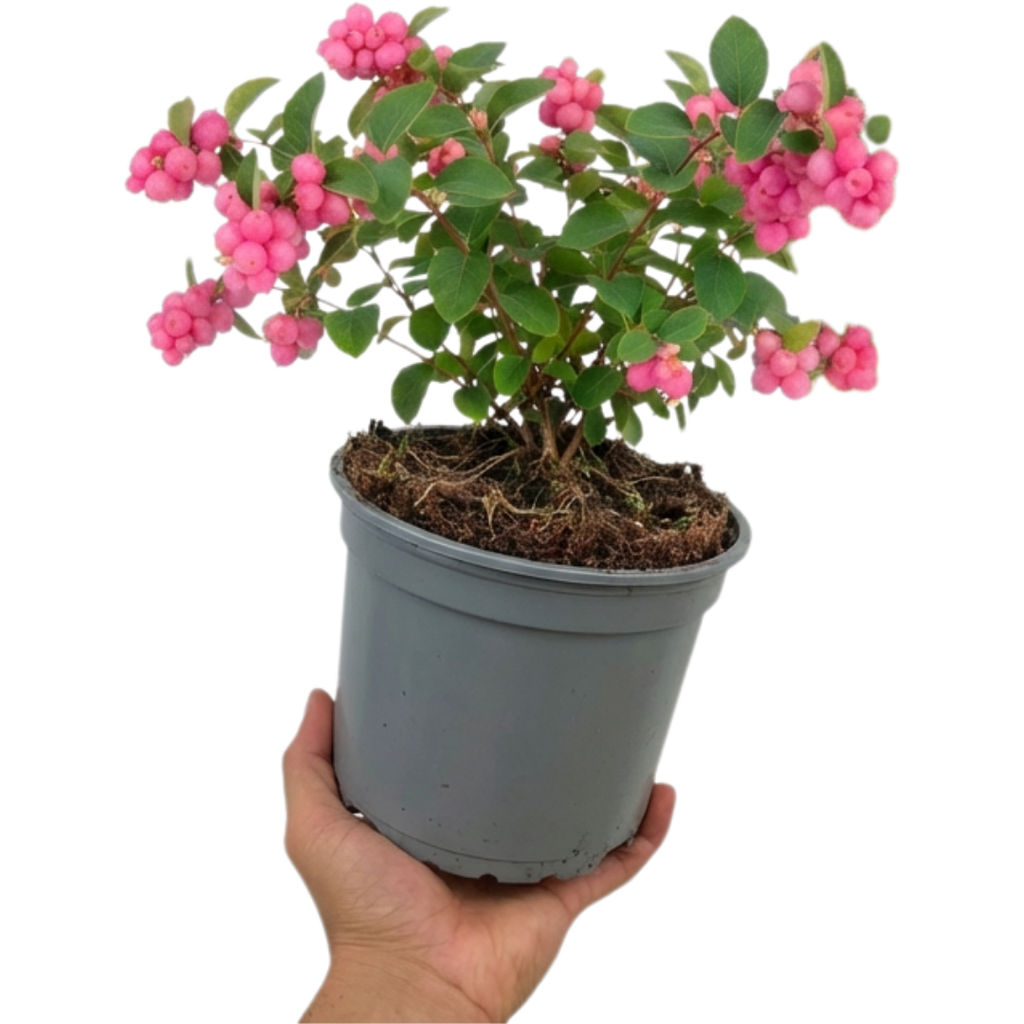 Symphoricarpos ‘Magical Candy’ — Hardy Perennial, 3L Pot
