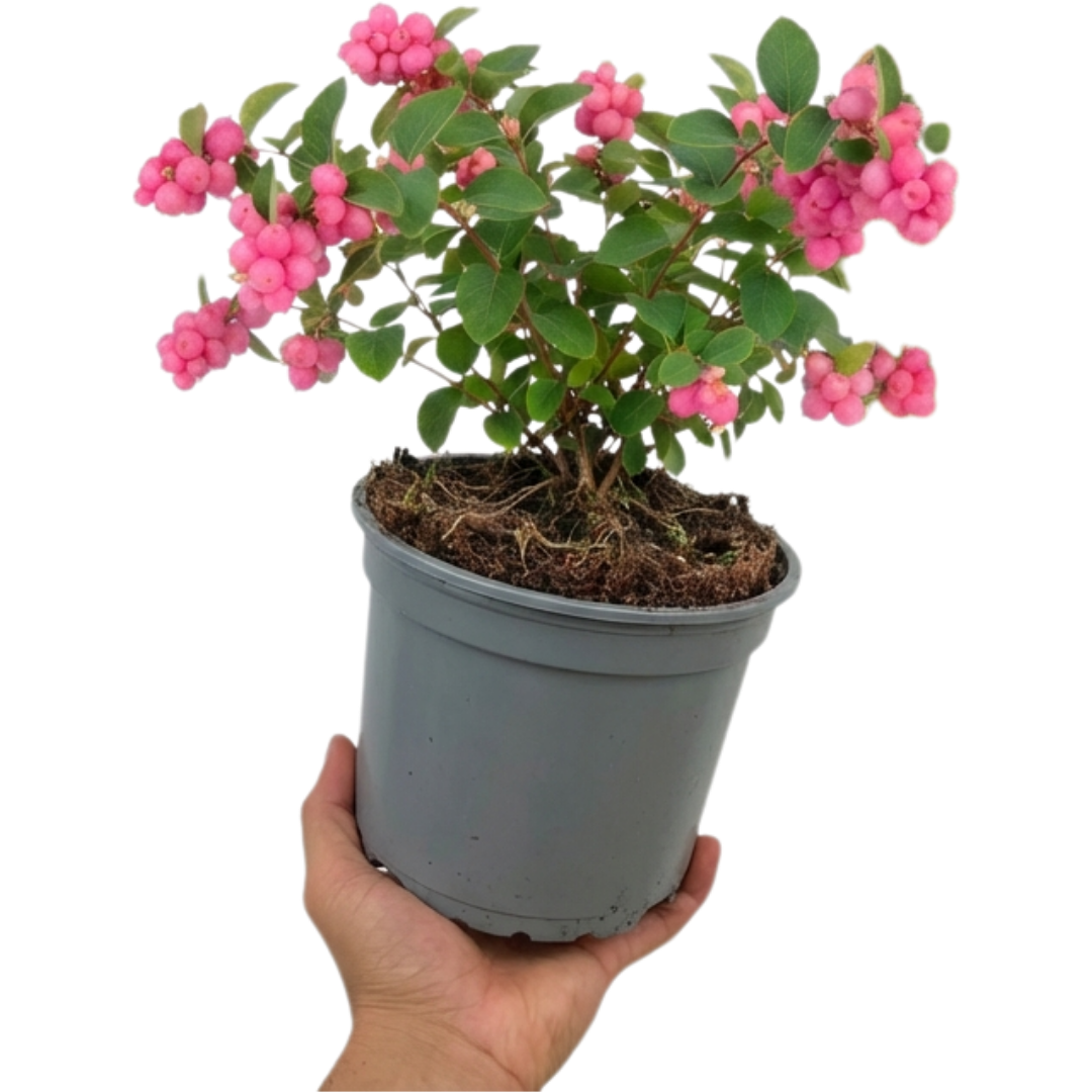 Symphoricarpos ‘Magical Candy’ — Hardy Perennial, 3L Pot