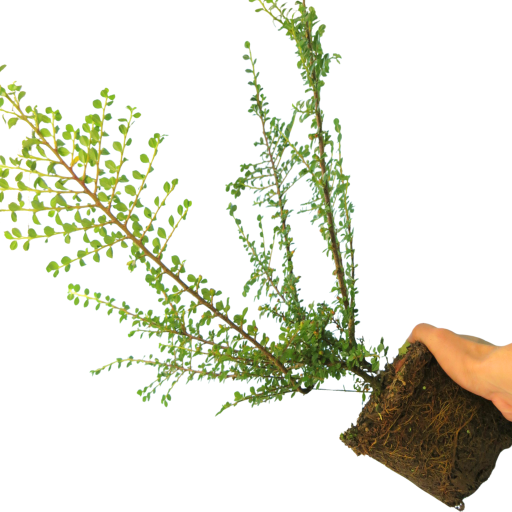 Cotoneaster ‘Horizontalis’ — Hardy Shrub, 2L Pot