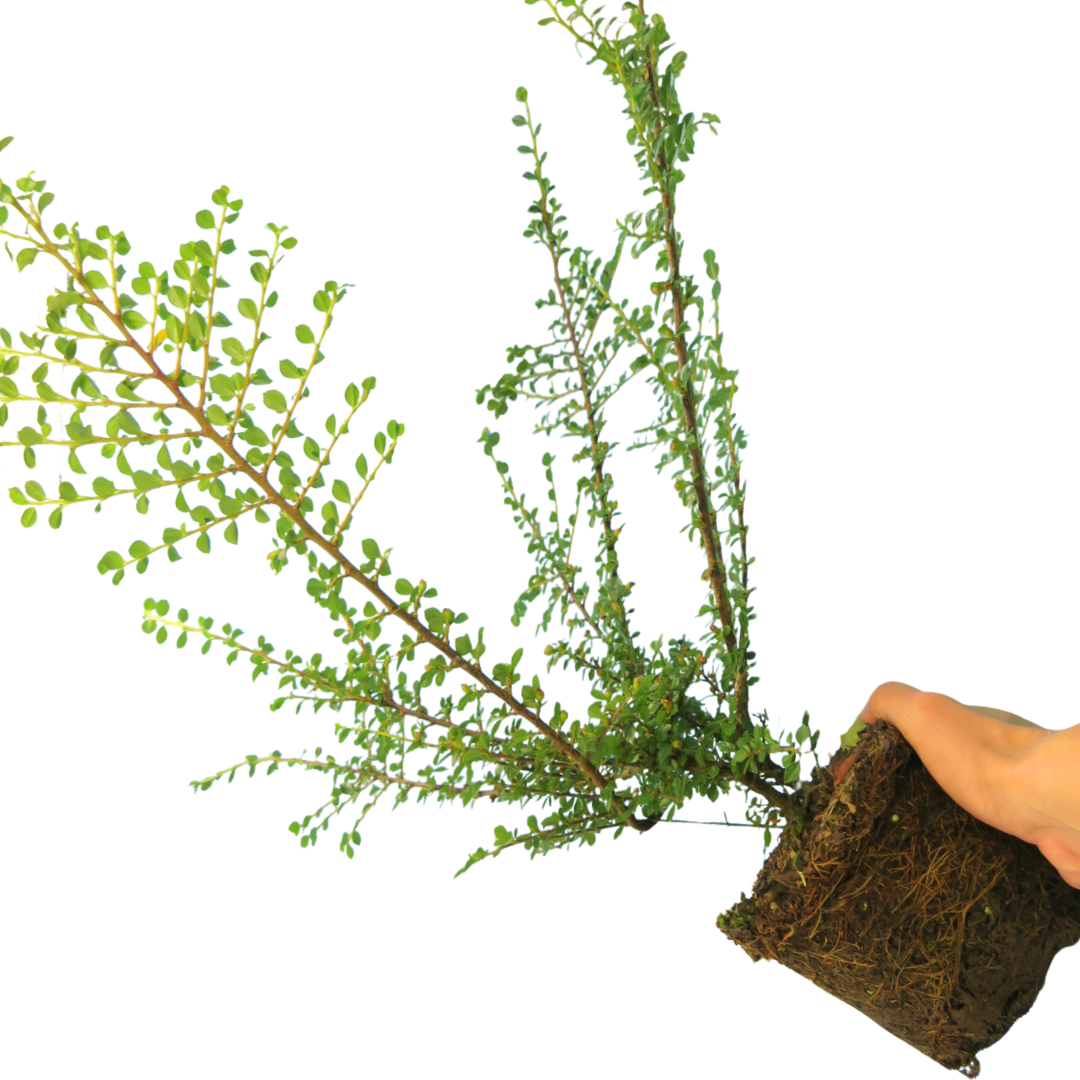 Cotoneaster ‘Horizontalis’ — Hardy Shrub, 2L Pot