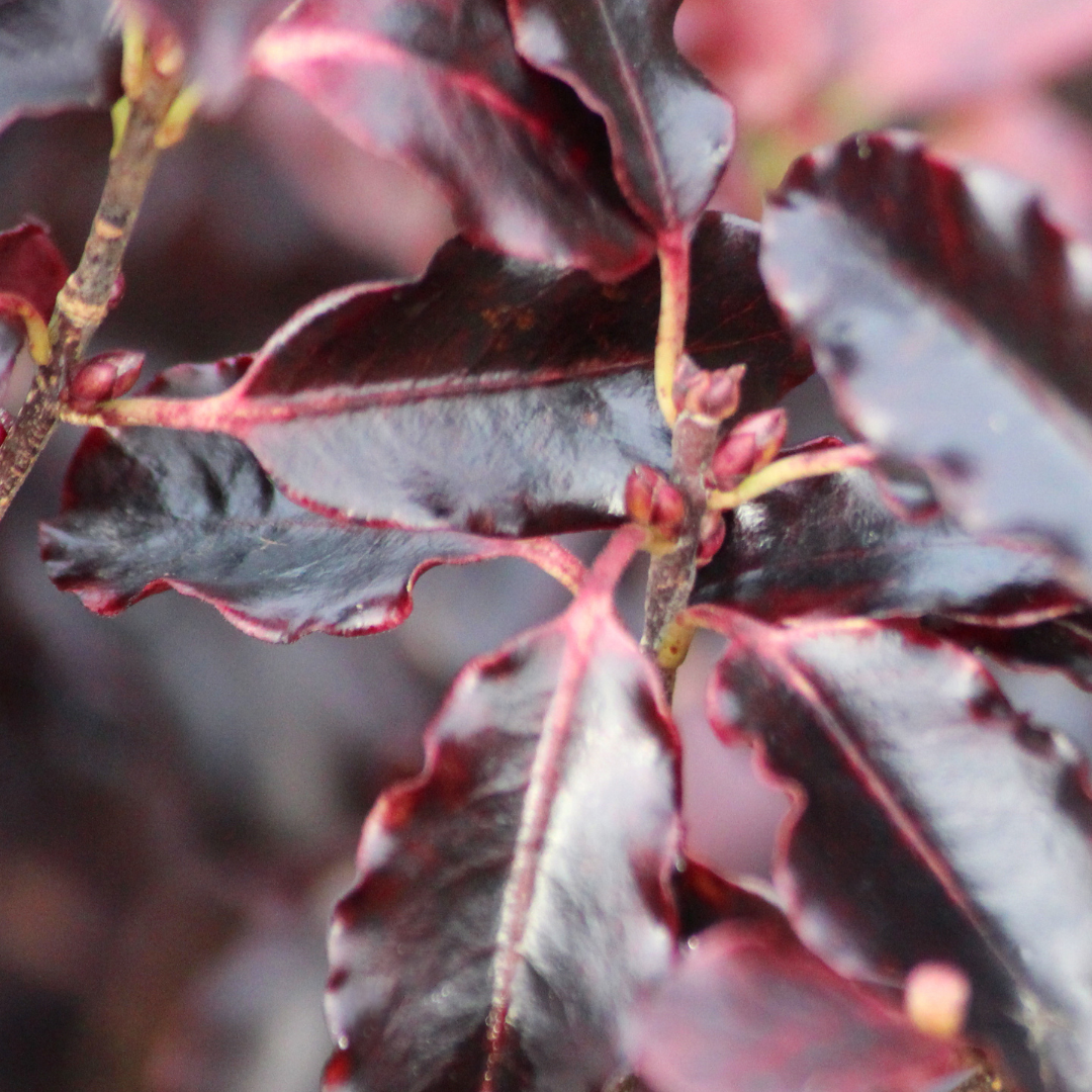 Pittosporum ‘Tom Thumb’ — Hardy Shrub, 3L Pot