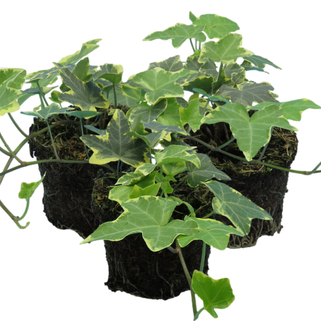 Hedera ‘Gold’ — Hardy Evergreen Climber / Ground Cover, Bee-Friendly, 10.5cm Pot (Set of 3 or 6)