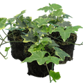 Hedera ‘Gold’ — Hardy Evergreen Climber / Ground Cover, Bee-Friendly, 10.5cm Pot (Set of 3 or 6)