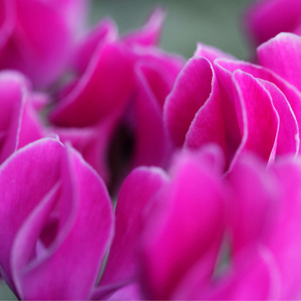 Cyclamen ‘Metis Decora Magenta’ — Tender Pot Plant (perennial in mild climates), 10.5cm Pot (Set of 3 or 6)