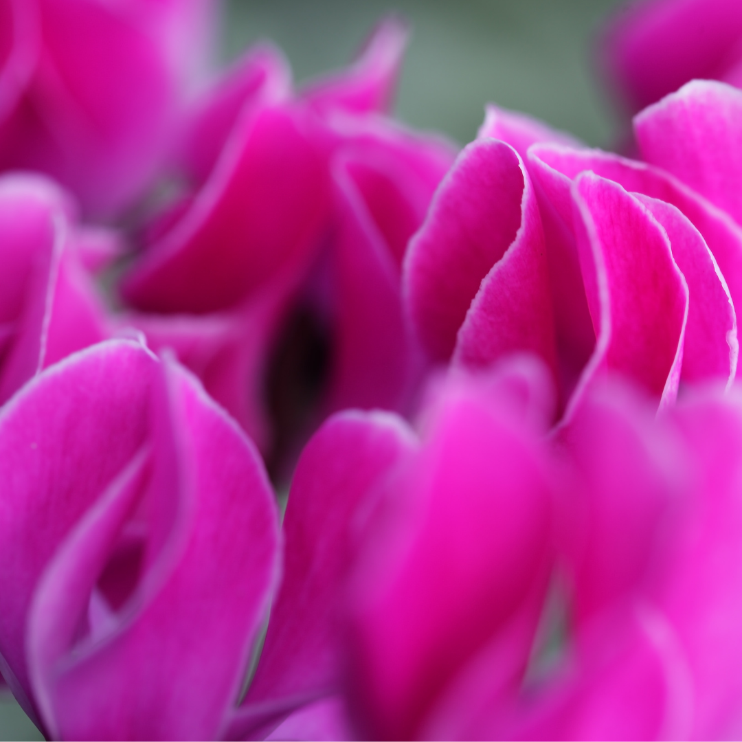 Cyclamen ‘Metis Decora Magenta’ — Tender Pot Plant (perennial in mild climates), 10.5cm Pot (Set of 3 or 6)