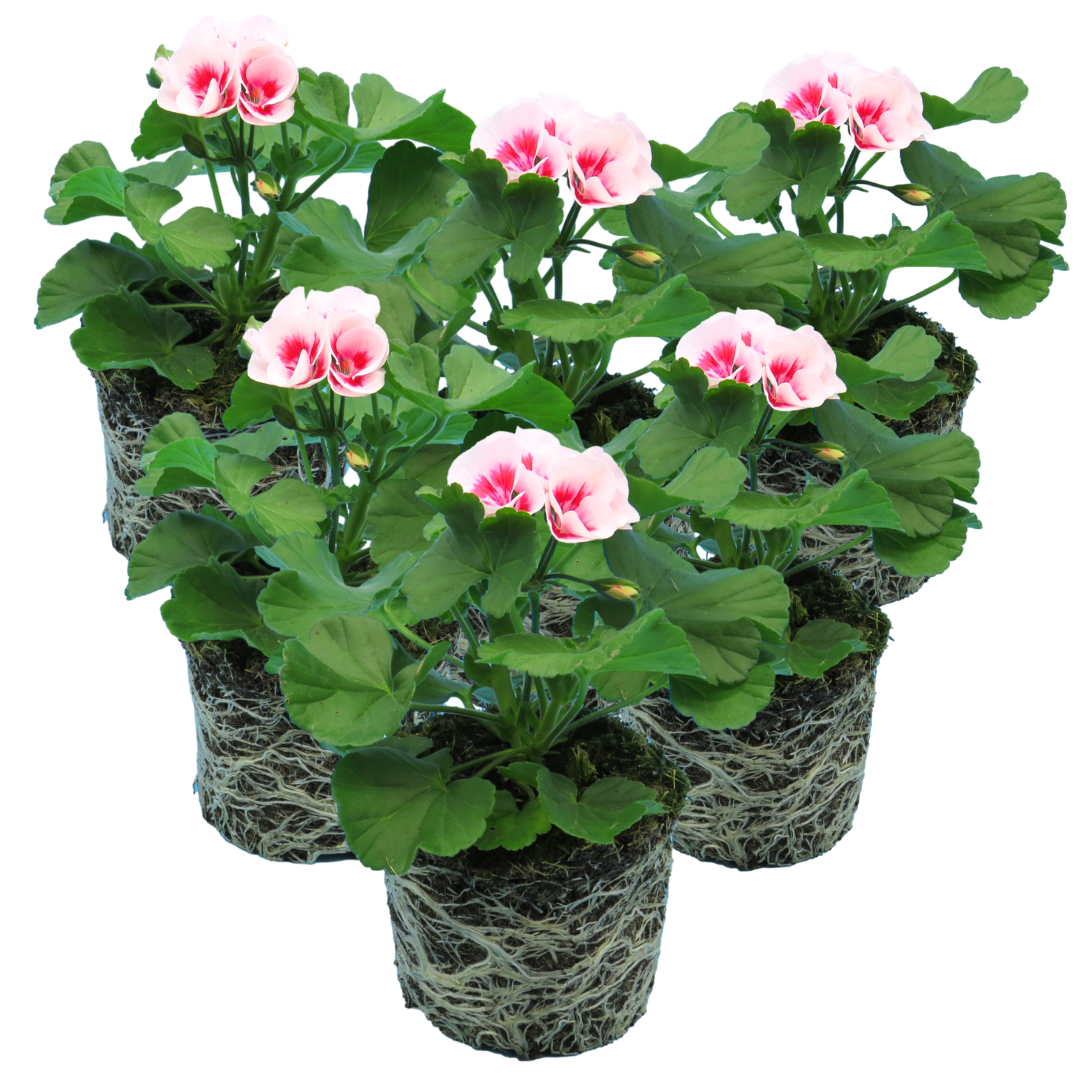 Pelargonium ‘Linus’ — Tender Perennial (grown as bedding), Bee-Friendly, 1L Pot (Set of 3 or 6)