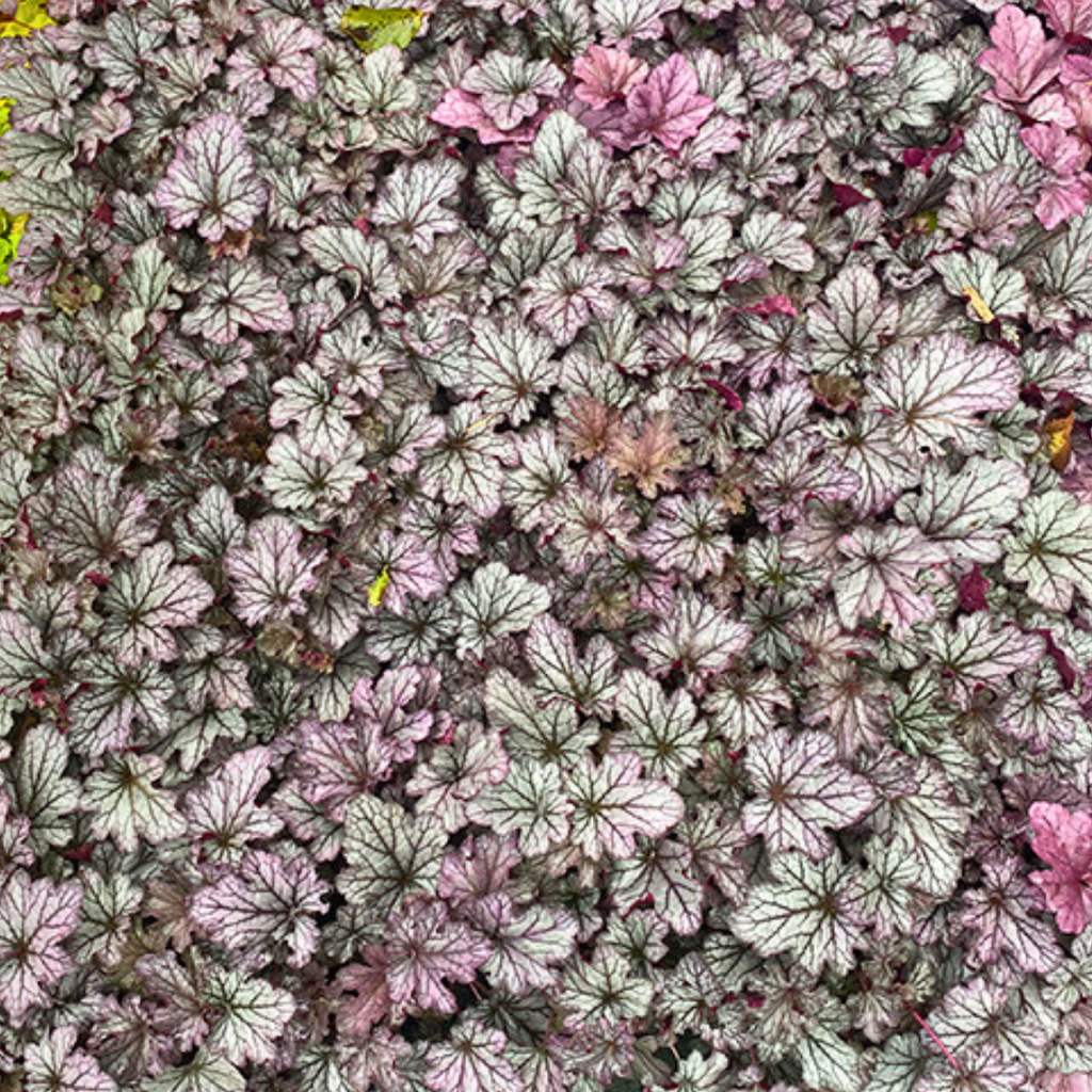 Heuchera ‘Huckleberry’ — Hardy Perennial, 2L Pot