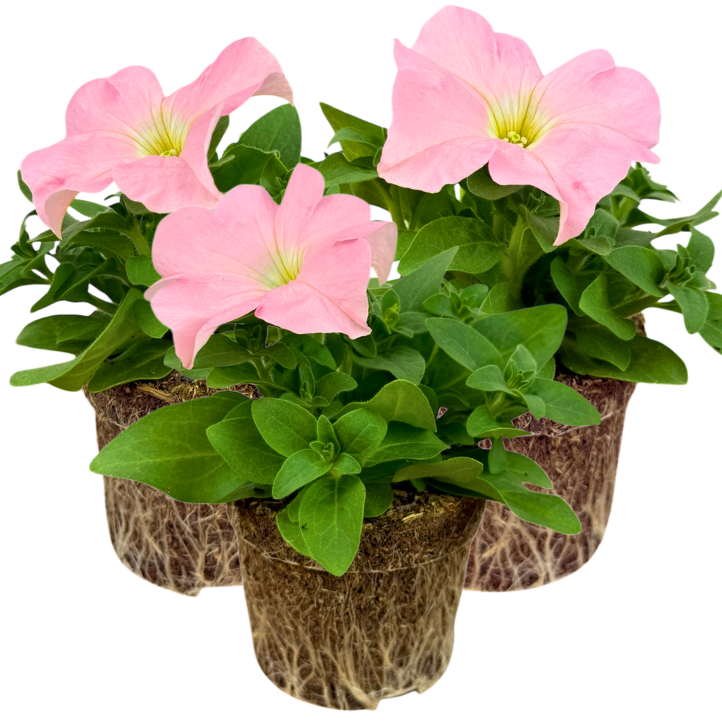 Petunia ‘Express Apple Blossom’ — Hardy Perennial, 10.5cm Pot (Set of 3 or 6)