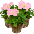 Petunia ‘Express Apple Blossom’ — Hardy Perennial, 10.5cm Pot (Set of 3 or 6)