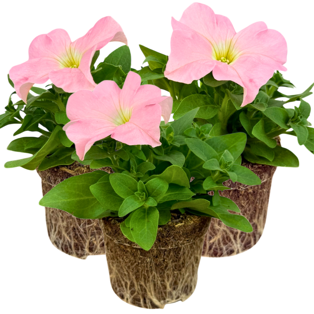 Petunia ‘Express Apple Blossom’ — Hardy Perennial, 10.5cm Pot (Set of 3 or 6)