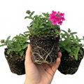 Verbena ‘Magelana Hot Rose’ — Half-hardy Annual (grown As Seasonal Bedding), Bee-Friendly, 10.5cm Pot (Set of 3 or 6)