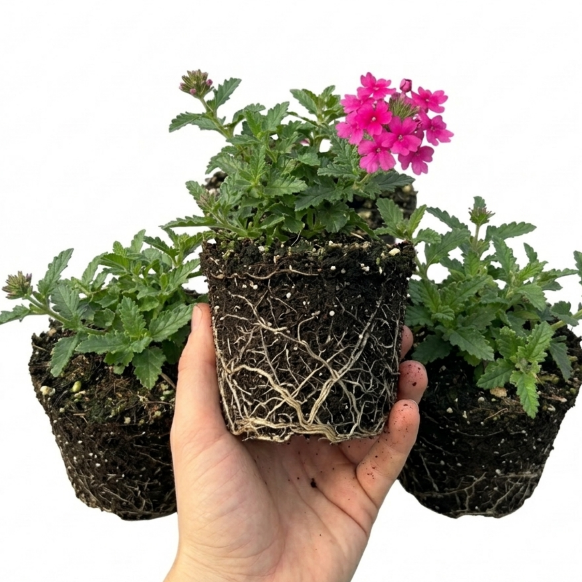 Verbena ‘Magelana Hot Rose’ — Half-hardy Annual (grown As Seasonal Bedding), Bee-Friendly, 10.5cm Pot (Set of 3 or 6)