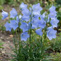 Campanula ‘Persicifolia Caerulea’ — Herbaceous Perennial, Bee-Friendly, 1L Pot