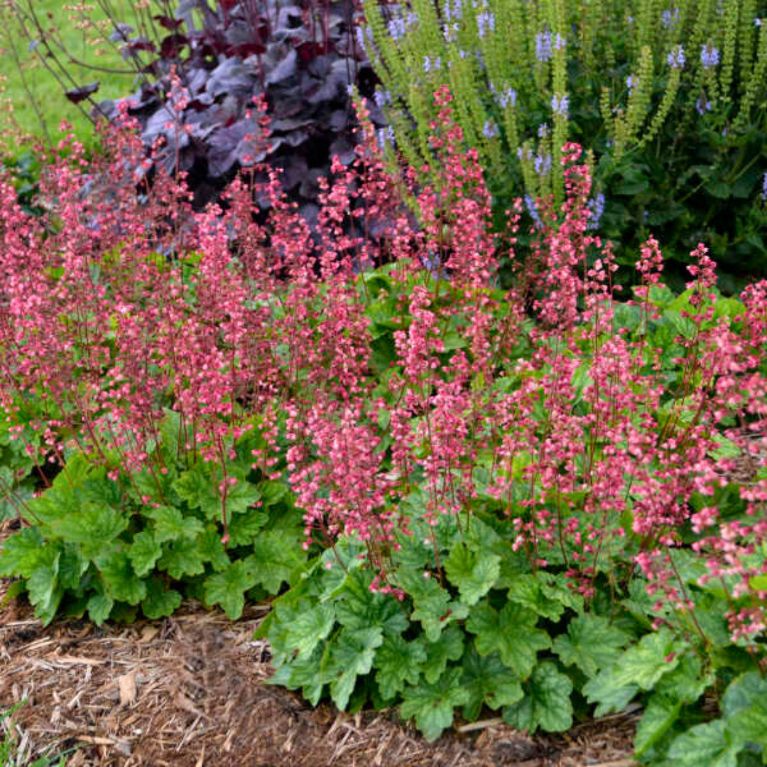 Heuchera ‘Berry Timless’ — Hardy Perennial, 2L Pot