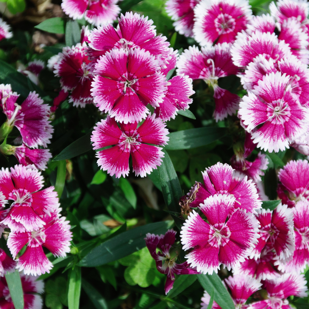 Dianthus ‘Festival Violet Picotee’ — Hardy Short-Lived Perennial (often grown as biennial), Bee-Friendly, 10.5cm Pot (Set of 3 or 6)