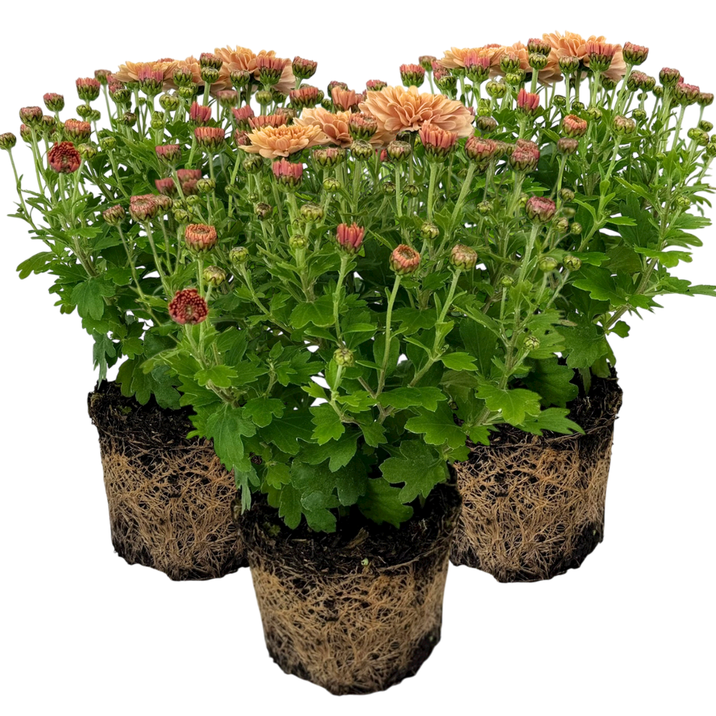 Chrysanthemum ‘Orange’ — Hardy Perennial, 1L Pot