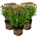 Chrysanthemum ‘Orange’ — Hardy Perennial, 1L Pot