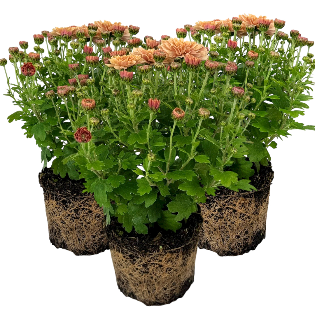 Chrysanthemum ‘Orange’ — Hardy Perennial, 1L Pot