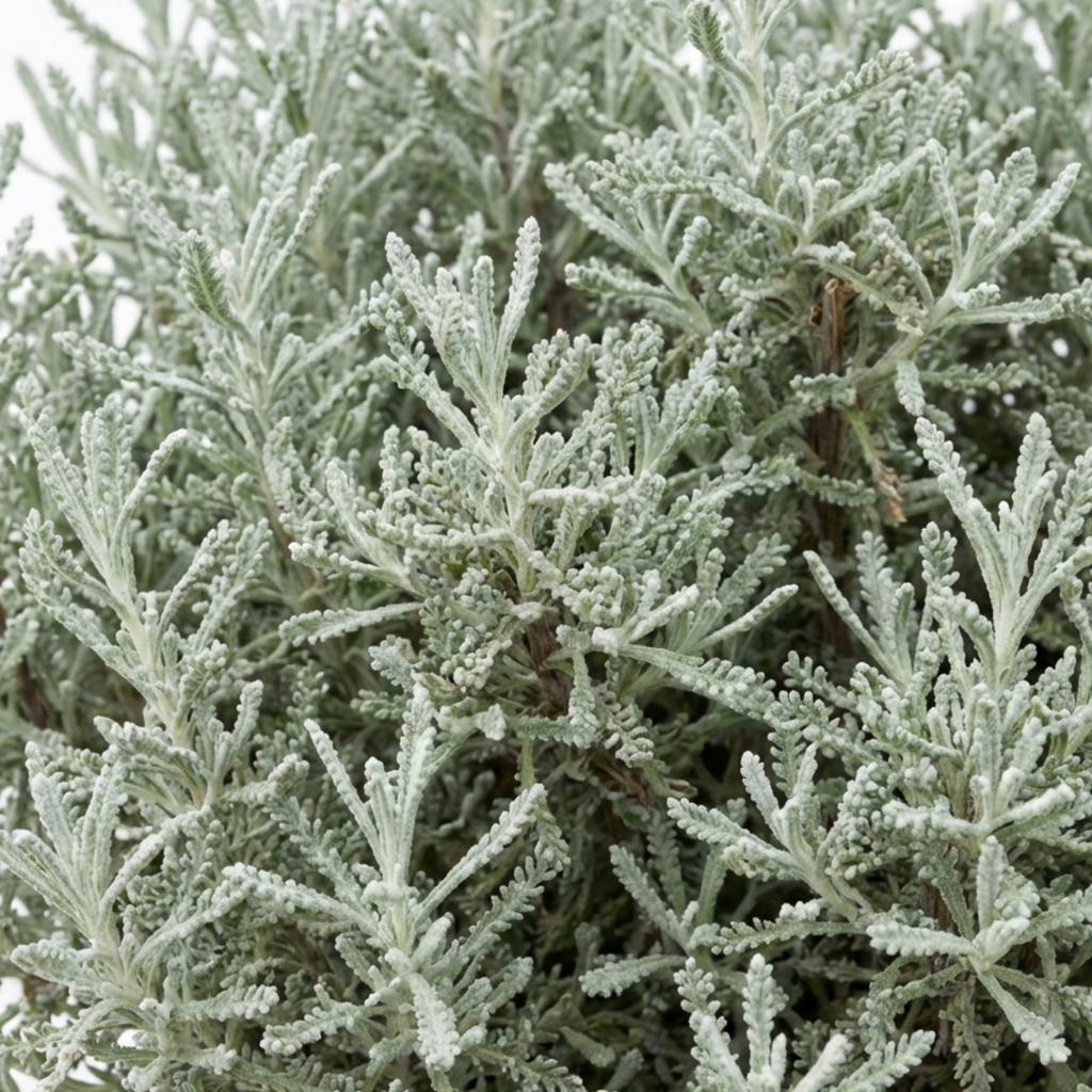Santolina ‘Chamaecyparissus Cotton Lavender’ — Hardy Evergreen Shrub, Bee-Friendly, 2L Pot